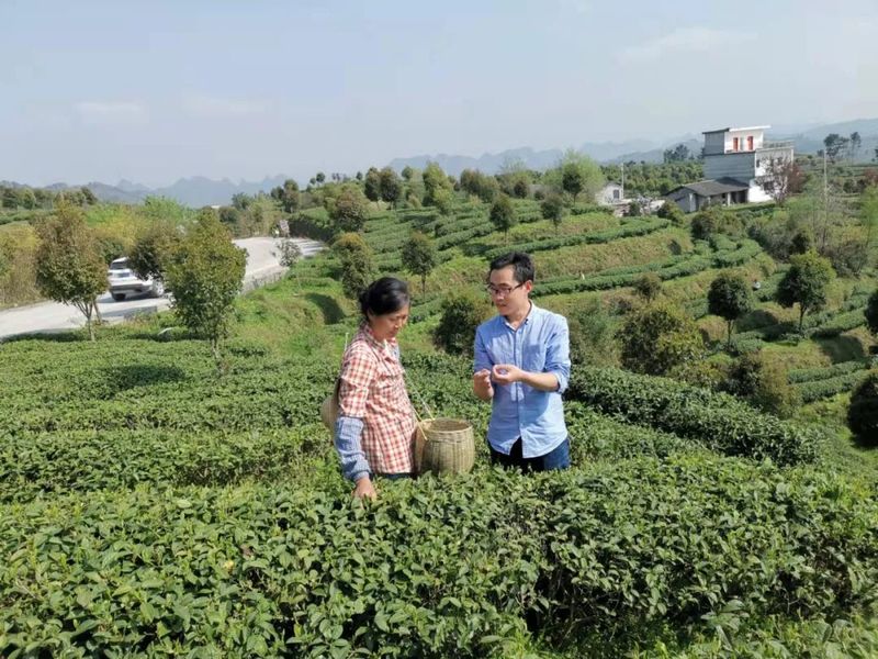 关于严守干净黔茶底线!春茶安全生产指导服务组前往大塘镇服务春茶生产的相关信息