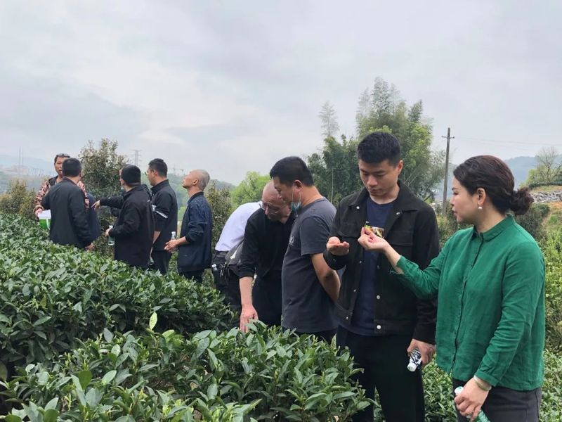 有关于桐城、桐山科技特派员工作站联合开展茶叶科技服务活动的消息(2)