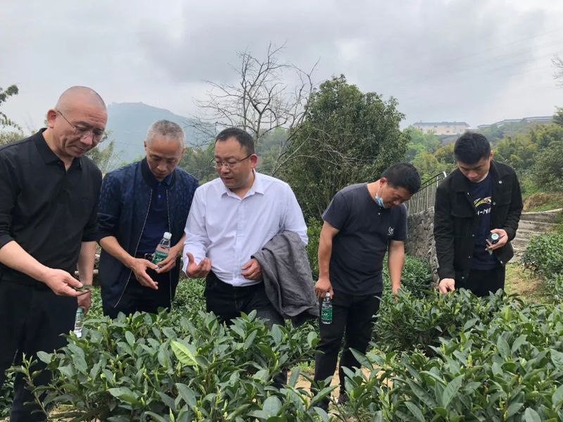 有关于桐城、桐山科技特派员工作站联合开展茶叶科技服务活动的消息