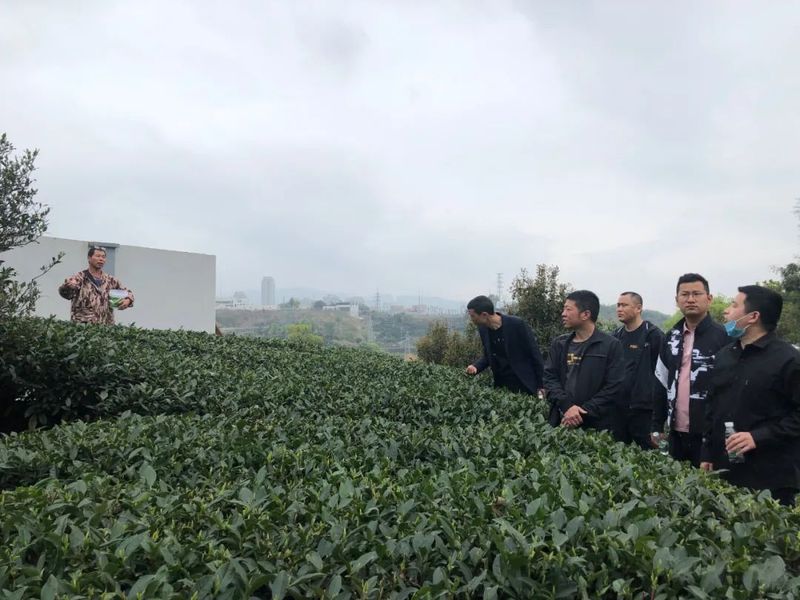 有关于桐城、桐山科技特派员工作站联合开展茶叶科技服务活动的消息(3)