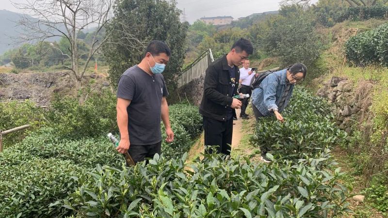 有关于桐城、桐山科技特派员工作站联合开展茶叶科技服务活动的消息(1)