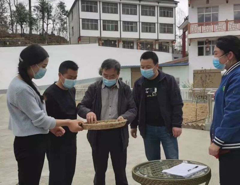 有关于镇巴全力做好疫情防控下的春茶生产的内容(3)
