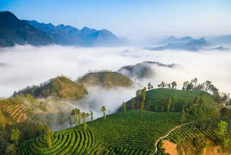有关于镇巴全力做好疫情防控下的春茶生产的内容(1)