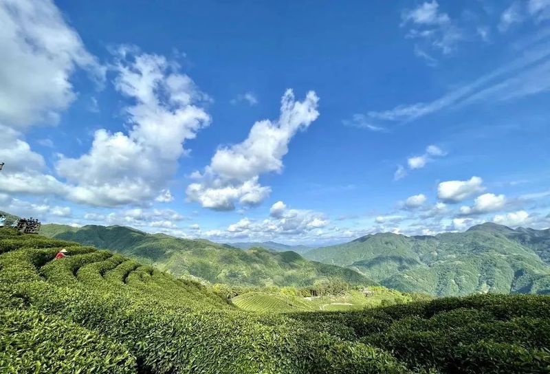 有关于镇巴全力做好疫情防控下的春茶生产的内容