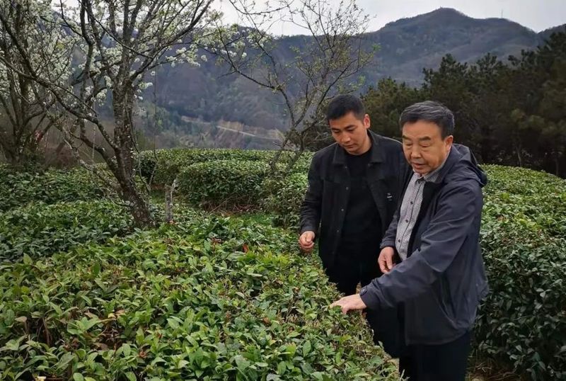 有关于镇巴全力做好疫情防控下的春茶生产的内容(2)