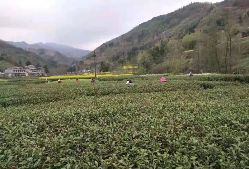关于春风抒怀时 茶香飘四方 ——宁强县茶叶中心全力做好春茶生产工作的信息(2)