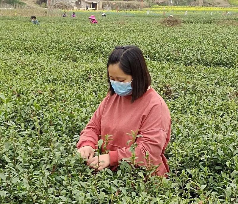 关于春风抒怀时 茶香飘四方 ——宁强县茶叶中心全力做好春茶生产工作的信息(3)
