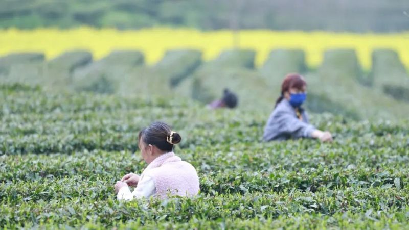 关于春风抒怀时 茶香飘四方 ——宁强县茶叶中心全力做好春茶生产工作的信息