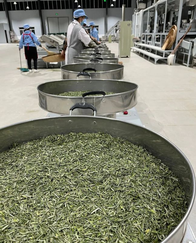 关于春风抒怀时 茶香飘四方 ——宁强县茶叶中心全力做好春茶生产工作的信息(4)