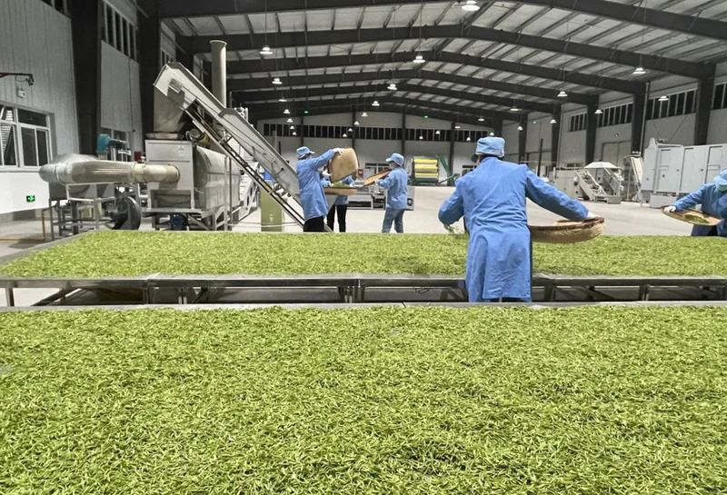 关于春风抒怀时 茶香飘四方 ——宁强县茶叶中心全力做好春茶生产工作的信息(1)