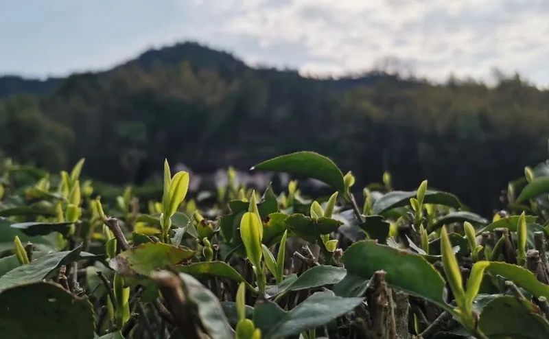 有关于春茶·动态,不负春光 上市忙的最新消息(5)