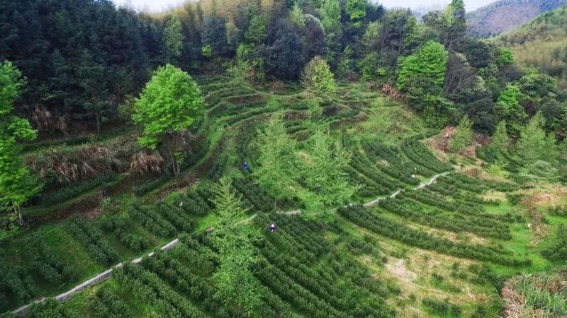 有关于春茶·动态,不负春光 上市忙的最新消息(14)