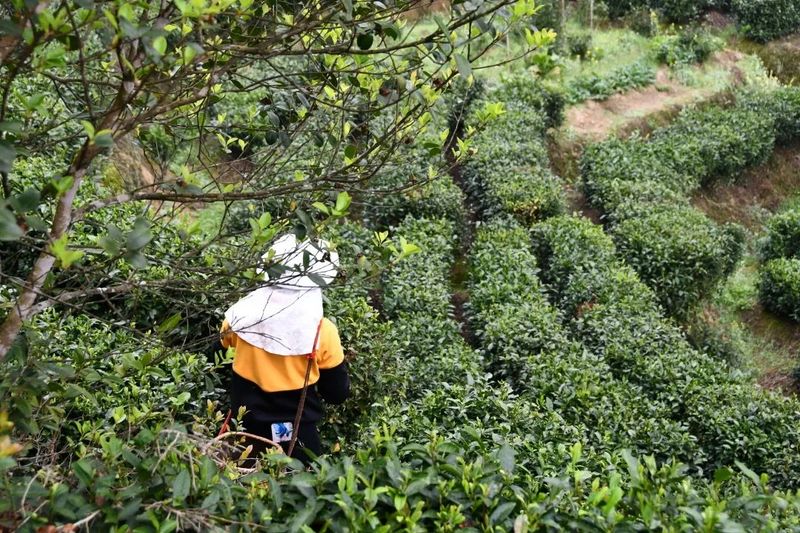 有关于春茶·动态,不负春光 上市忙的最新消息(3)
