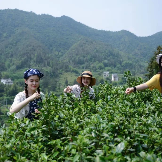 有关于春茶·动态,不负春光 上市忙的最新消息(9)