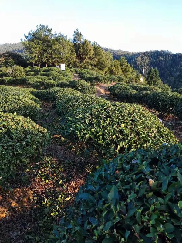 有关于春茶·动态,不负春光 上市忙的最新消息(11)