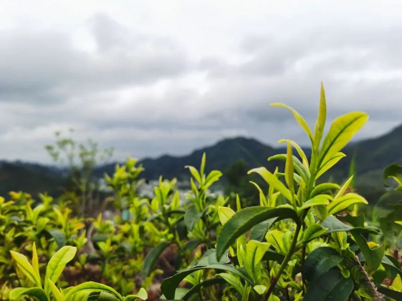有关于春茶·动态,不负春光 上市忙的最新消息(16)