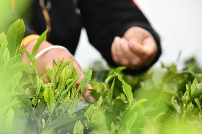 有关于春茶·动态,不负春光 上市忙的最新消息(1)