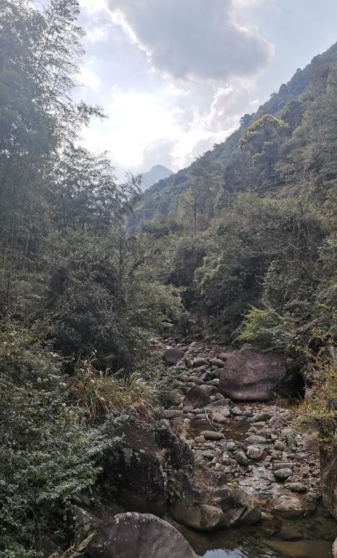 有关于春茶·动态,不负春光 上市忙的最新消息(7)