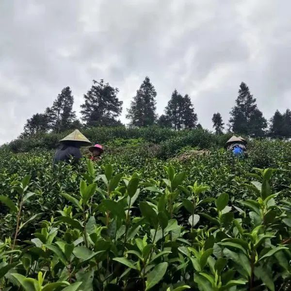 有关于春茶·动态,不负春光 上市忙的最新消息(13)