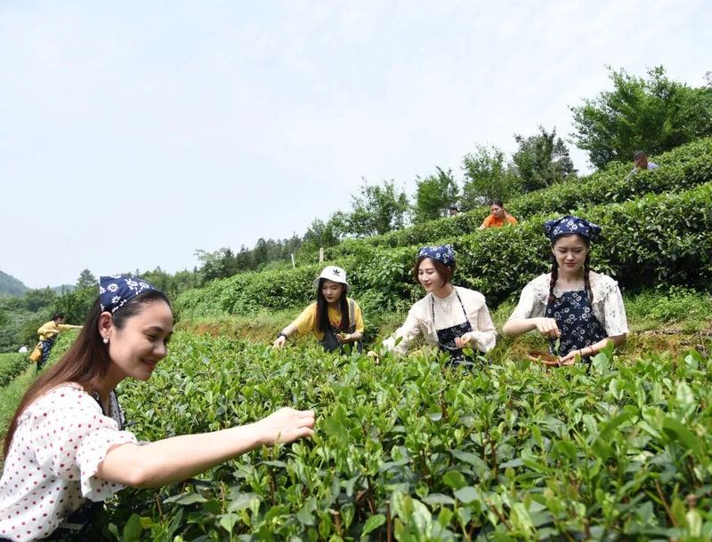 有关于春茶·动态,不负春光 上市忙的最新消息(8)