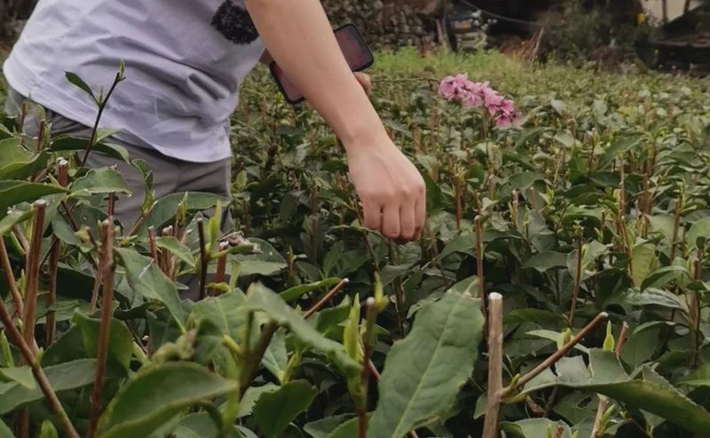 有关于春茶·动态,不负春光 上市忙的最新消息(6)