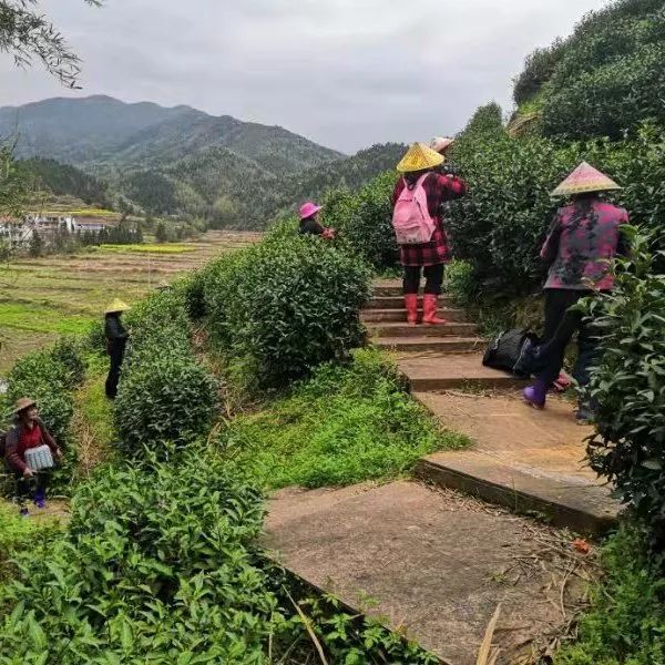 有关于春茶·动态,不负春光 上市忙的最新消息(12)