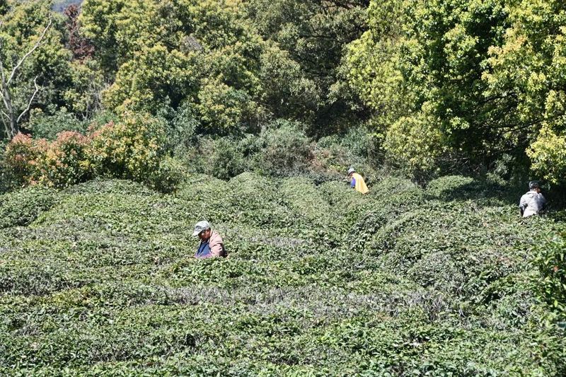 有关于春茶·动态,不负春光 上市忙的最新消息(4)