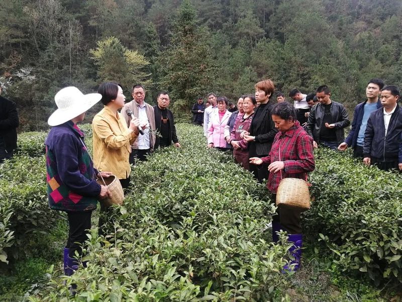 关于加强春茶技术服务指导 印江自治县开展茶叶行业安全生产隐患排查的消息(5)