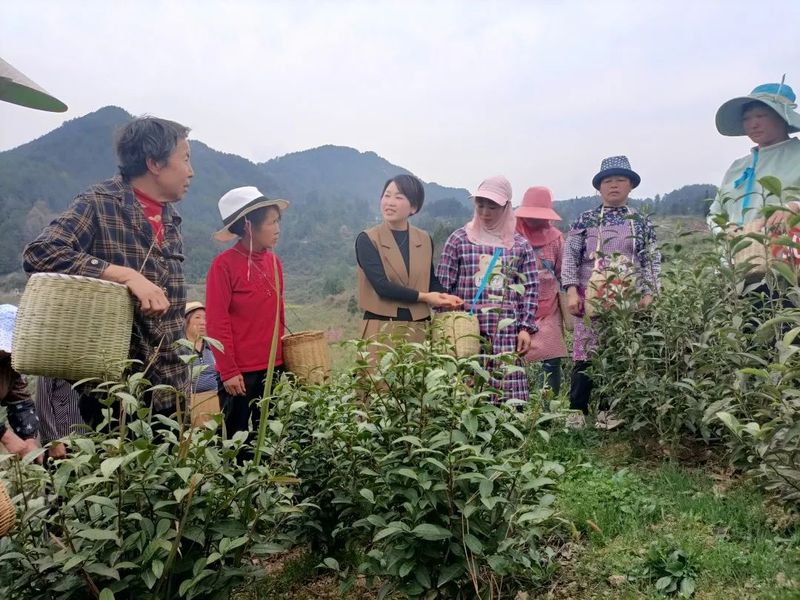 关于加强春茶技术服务指导 印江自治县开展茶叶行业安全生产隐患排查的消息(6)