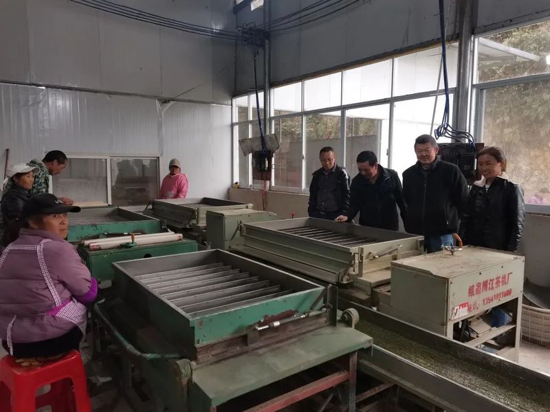 关于加强春茶技术服务指导 印江自治县开展茶叶行业安全生产隐患排查的消息(4)