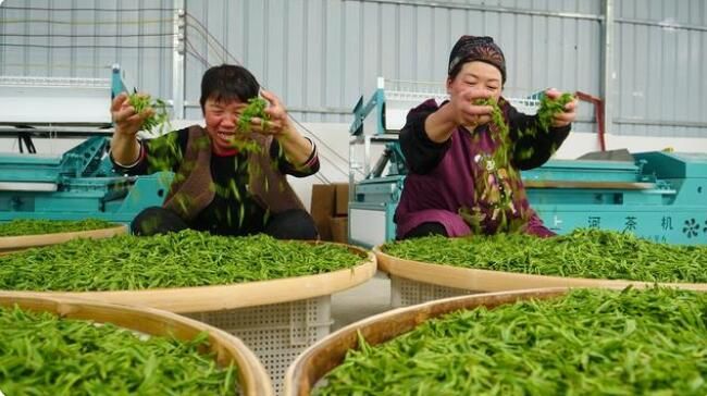 有关于德江: 16万亩春茶陆续开采 产量将达到670吨的消息(2)