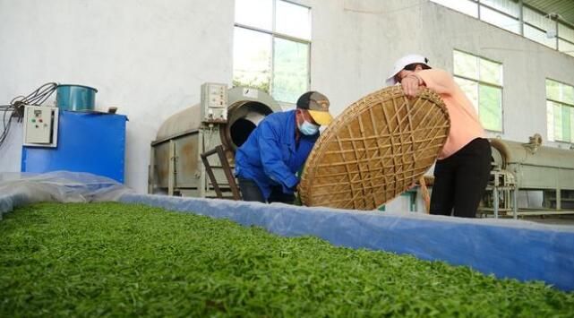 有关于德江: 16万亩春茶陆续开采 产量将达到670吨的消息(5)