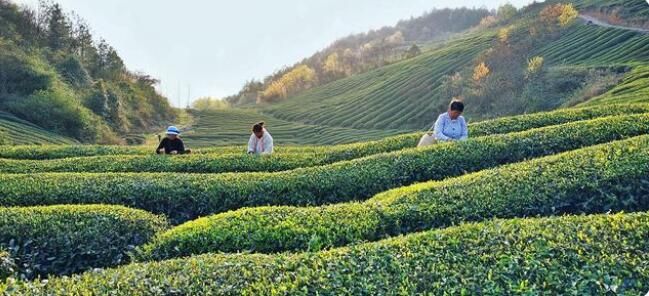 有关于德江: 16万亩春茶陆续开采 产量将达到670吨的消息