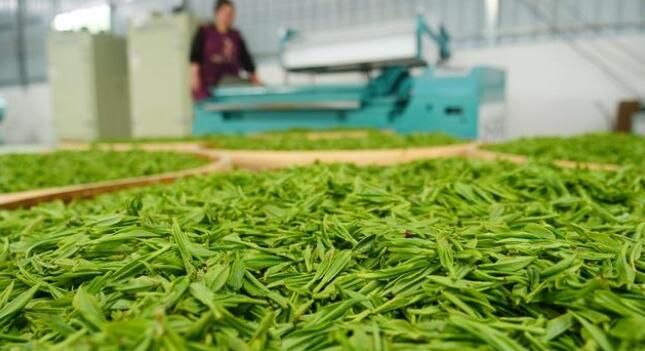 有关于德江: 16万亩春茶陆续开采 产量将达到670吨的消息(4)
