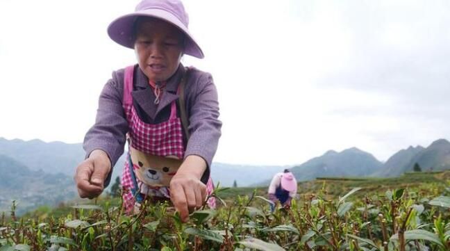 有关于德江: 16万亩春茶陆续开采 产量将达到670吨的消息(1)
