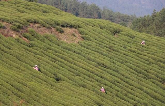 有关于德江: 16万亩春茶陆续开采 产量将达到670吨的消息(3)