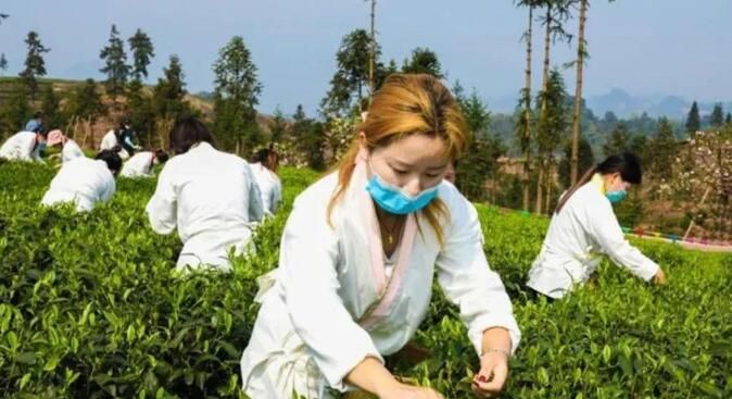 有关于四川沐川:着力打造“中国紫茶之乡” 助推乡村振兴的相关内容(1)