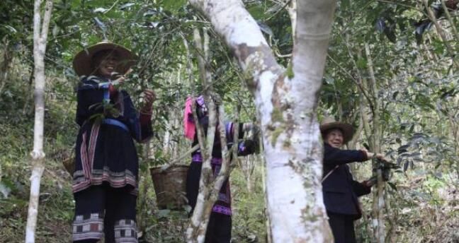 关于江华:百年古茶树重焕生机的内容
