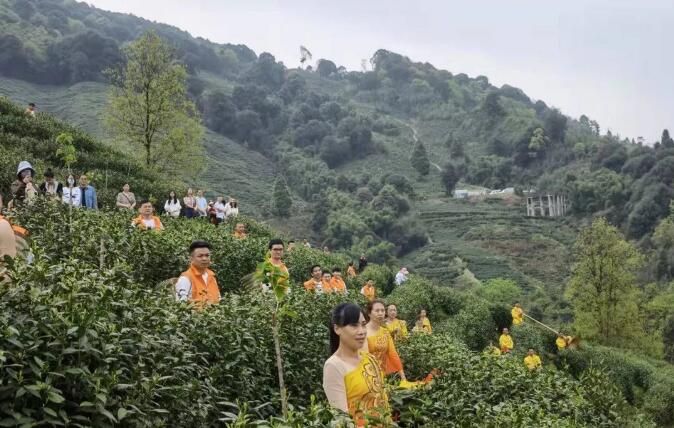 有关于四川达州:“喊山开茶文化节”开幕的新闻(2)