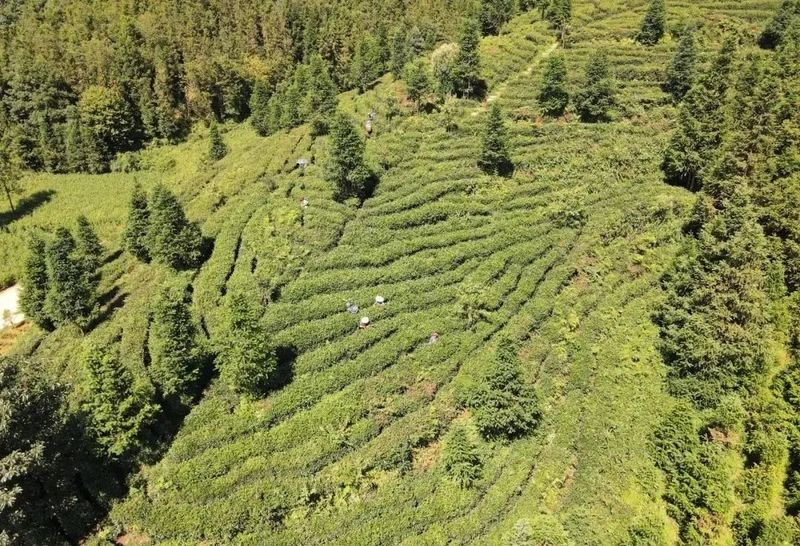 有关于贞丰县10万亩春茶吐新芽的信息