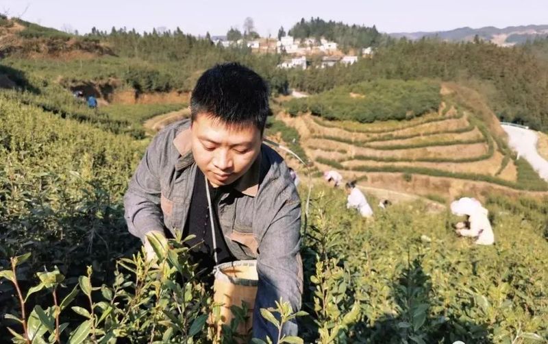 有关于贞丰县10万亩春茶吐新芽的信息(2)