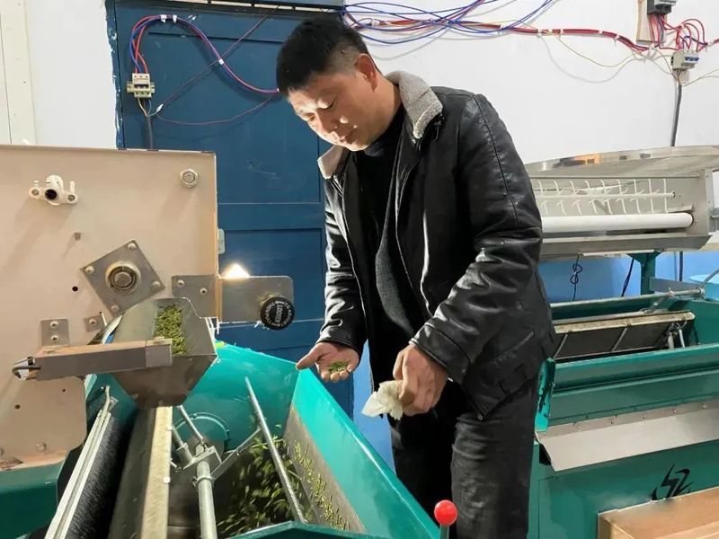 有关于贞丰县10万亩春茶吐新芽的信息(3)