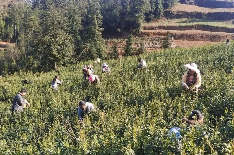 有关于贞丰县10万亩春茶吐新芽的信息(1)