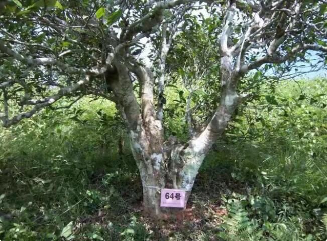 关于水城区蟠龙镇：春茶飘香采摘忙的资讯(1)