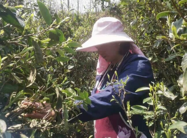 关于水城区蟠龙镇：春茶飘香采摘忙的资讯