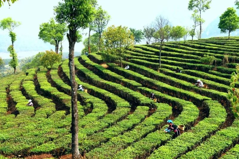 有关于普洱·茶视界:走稳“有机”路→普洱生态茶园里的香气密码!的信息(8)