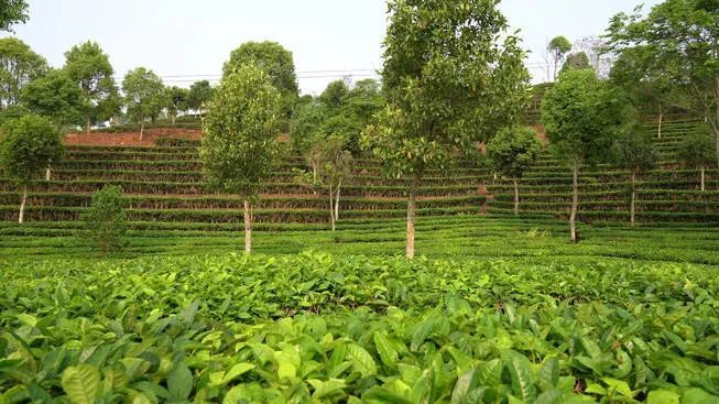 有关于普洱·茶视界:走稳“有机”路→普洱生态茶园里的香气密码!的信息(4)