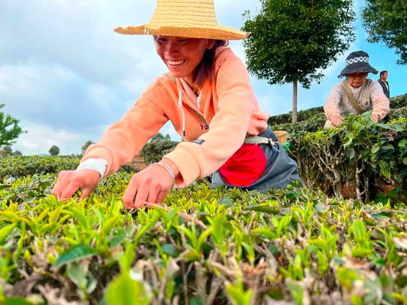 有关于普洱·茶视界:走稳“有机”路→普洱生态茶园里的香气密码!的信息(7)