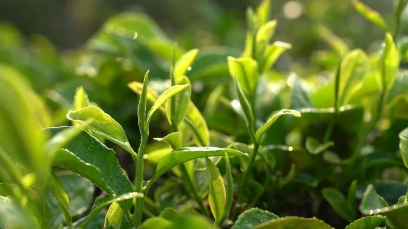 有关于普洱·茶视界:走稳“有机”路→普洱生态茶园里的香气密码!的信息(3)