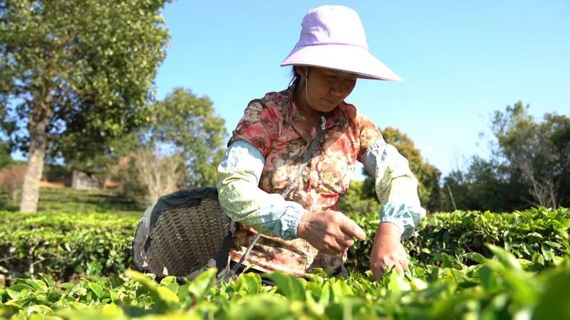 有关于普洱·茶视界:走稳“有机”路→普洱生态茶园里的香气密码!的信息(1)